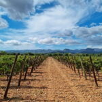 Binissalem: Individual vineyard tour and wine tasting in German - A Closer Look at the Binissalem Wine Experience