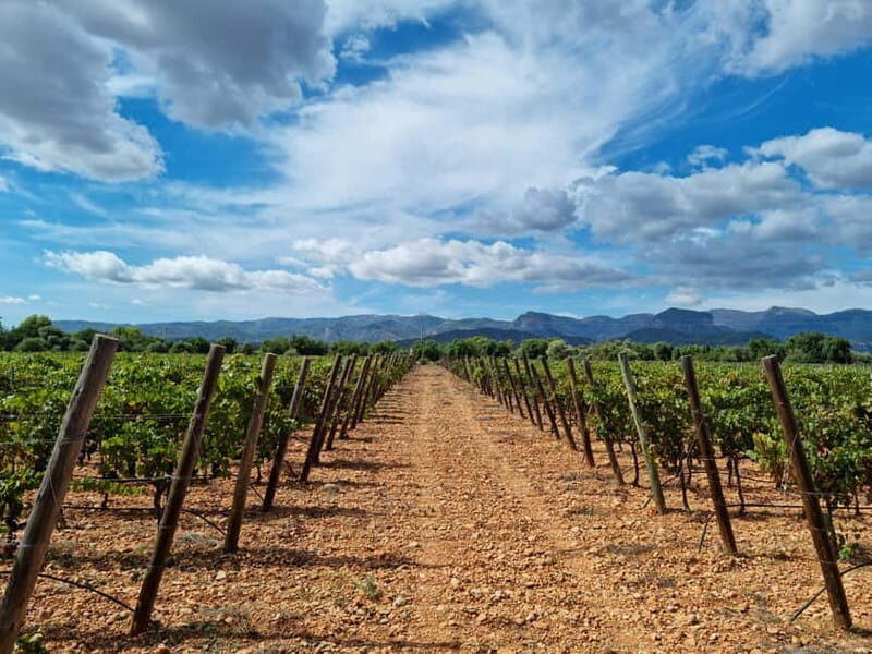Binissalem: Individual vineyard tour and wine tasting in German - A Closer Look at the Binissalem Wine Experience