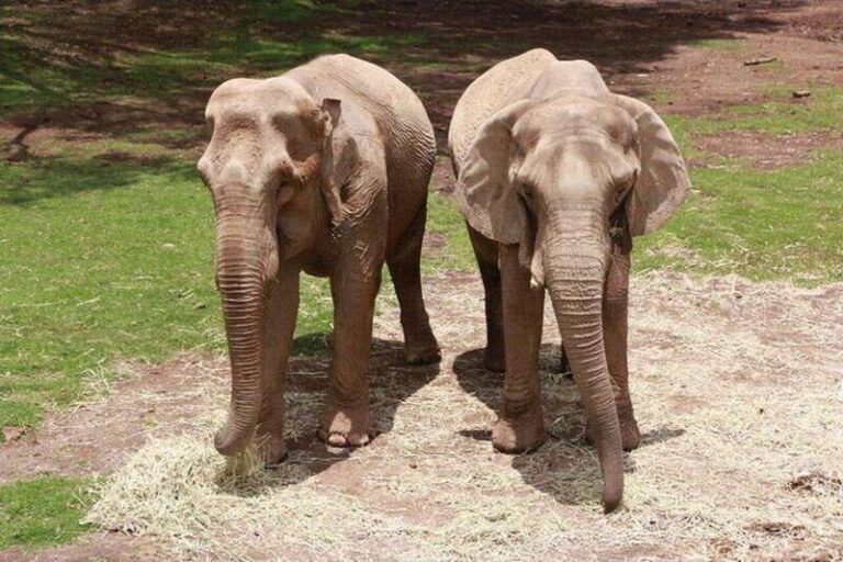 Bioparque Estrella Safari Experience Ticket - The Experience: Authentic and Family-Friendly