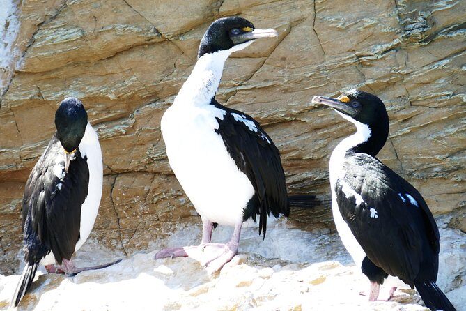 Bird Watching and Dolphin Eco-Tour from Picton - Why This Tour Offers Great Value