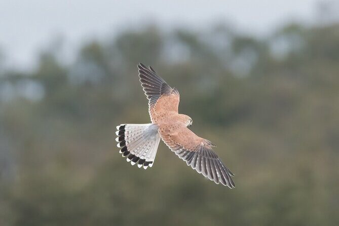 Bird watching and photography around Bathurst, Australia - Final Thoughts: Is It Worth It?