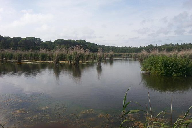 Bird Watching in Albufeira Lagoon - FAQ