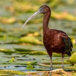 Bird watching in Danube Delta - Private day tour from Bucharest - An In-Depth Look at the Danube Delta Birdwatching Experience