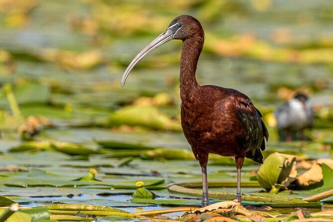 Bird watching in Danube Delta - Private day tour from Bucharest - An In-Depth Look at the Danube Delta Birdwatching Experience