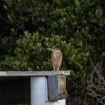Bird Watching Kayak Tour - Exploring the Experience in Detail