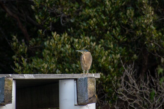 Bird Watching Kayak Tour - Exploring the Experience in Detail