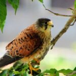 Bird Watching The Raptors - Who Should Consider This Tour?