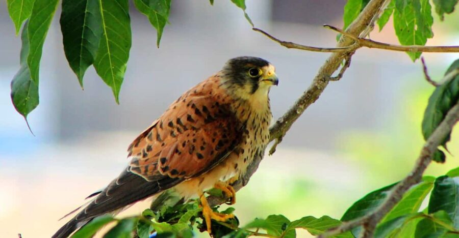 Bird Watching The Raptors - Who Should Consider This Tour?