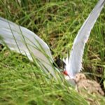 Birding By Boat on the Osprey - FAQ