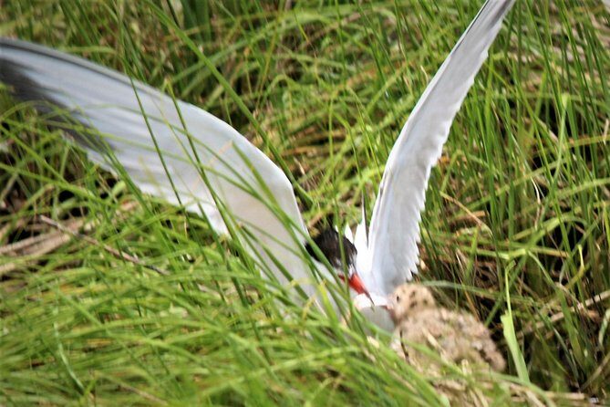 Birding By Boat on the Osprey - FAQ