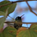 Birding San Jose Estuary Los Cabos Mexico - Exploring Los Cabos Birding: What to Expect