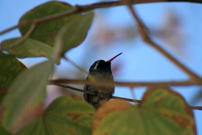 Birding San Jose Estuary Los Cabos Mexico - Exploring Los Cabos Birding: What to Expect