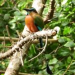 Birds of the Mayan World 1 - Who Will Love This Tour?