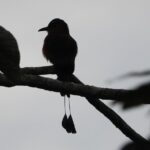 Birds of the Mayan World 2 / Route of the cenotes - Authenticity and Value