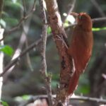 Birds of the Mayan World 3 - What Makes This Tour Stand Out?