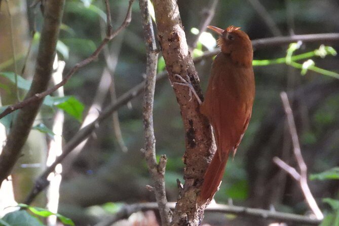 Birds of the Mayan World 3 - What Makes This Tour Stand Out?