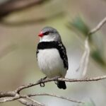 Birds of Yarnbala - An In-Depth Look at Birds of Yarnbala