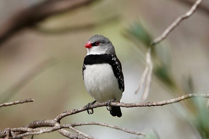 Birds of Yarnbala - An In-Depth Look at Birds of Yarnbala