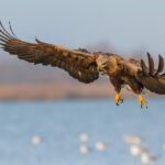 BIRDWATCH - Premium guided canoe tour at Cape Vente, Nemunas Delta Regional Park - Why This Tour Is a Good Choice