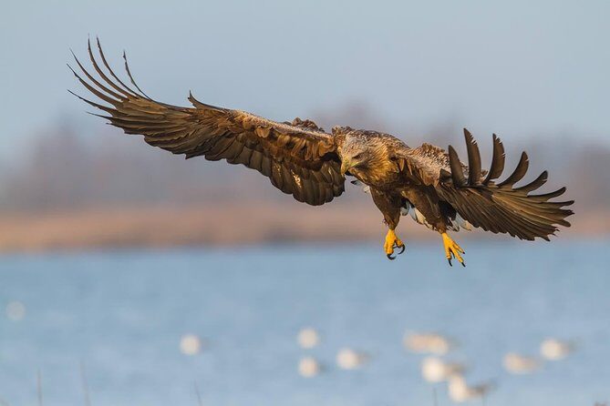 BIRDWATCH - Premium guided canoe tour at Cape Vente, Nemunas Delta Regional Park - Why This Tour Is a Good Choice