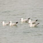 Birdwatching at Ria de Alvor - Final Thoughts