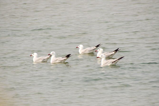 Birdwatching at Ria de Alvor - Final Thoughts