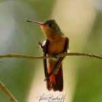 Birdwatching at The Mayan Cities with certified guide - Why This Tour Stands Out