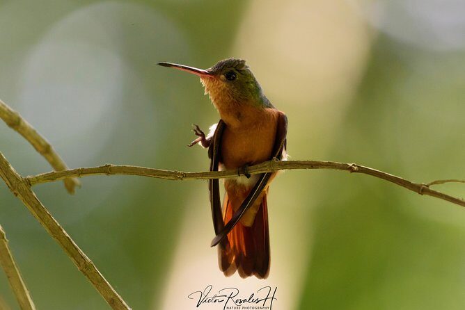 Birdwatching at The Mayan Cities with certified guide - Why This Tour Stands Out