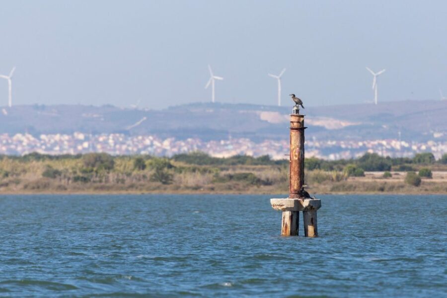 Birdwatching Boat Tour in the Tagus Estuary - Who Will Love This Tour