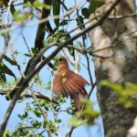 Birdwatching Cancun - Exploring the Cancun Birdwatching Experience