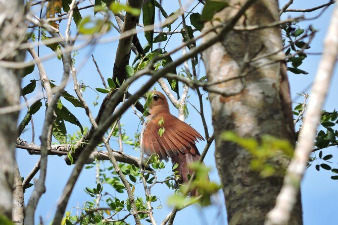 Birdwatching Cancun - Exploring the Cancun Birdwatching Experience