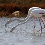 Birdwatching Experience in Narte Lagoon & Akerni Dunes - Why This Tour Works for You
