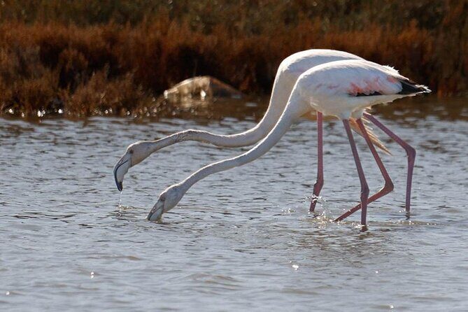 Birdwatching Experience in Narte Lagoon & Akerni Dunes - Why This Tour Works for You