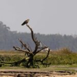 Birdwatching Solar Boat Tour Aveiro Lagon - Exploring the Aveiro Lagon Birdwatching Solar Boat Tour