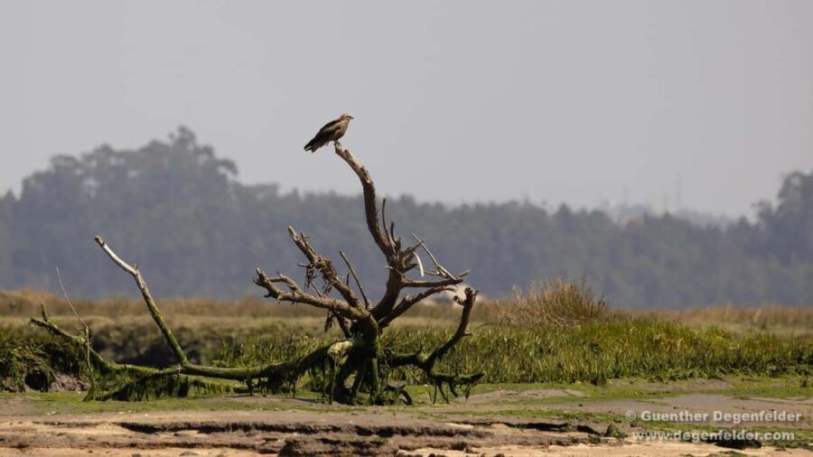 Birdwatching Solar Boat Tour Aveiro Lagon - Exploring the Aveiro Lagon Birdwatching Solar Boat Tour