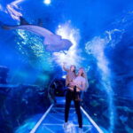 Birmingham: National Sea Life Centre Entrance Ticket - What to Expect: A Day of Marine Marvels