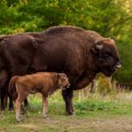 Bison Sanctuary, Vlad the Impaler Princely Court & Dracula Grave - Who Will Love This Tour?
