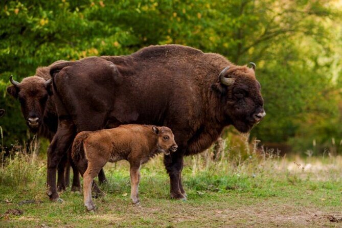 Bison Sanctuary, Vlad the Impaler Princely Court & Dracula Grave - Who Will Love This Tour?