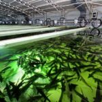 Black Caviar and Sparkling Wine Tour - The Practical Side: What You Should Know