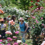 Black Sea: Magnetic Beach and Batumi Botanical Garden Tour - The Experience in Perspective