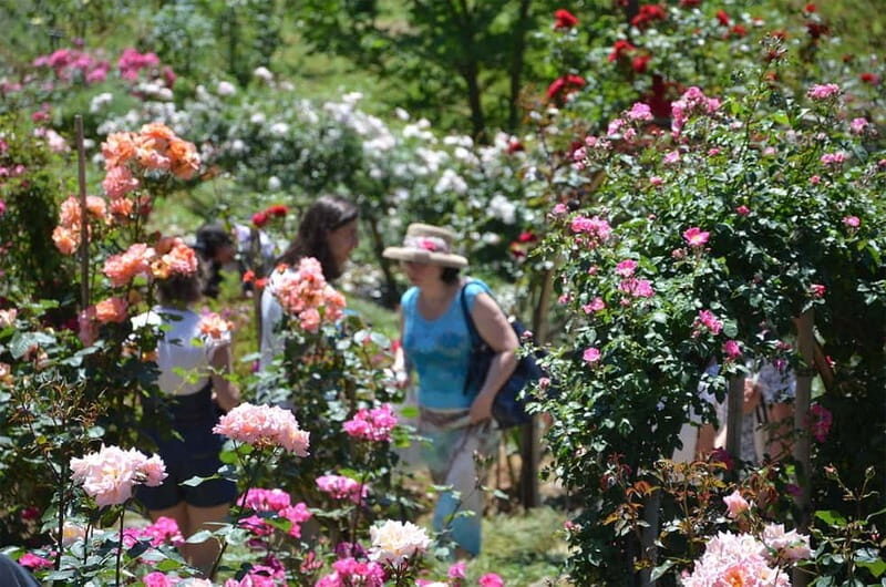 Black Sea: Magnetic Beach and Batumi Botanical Garden Tour - The Experience in Perspective
