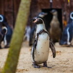 Blankenberge: SEA LIFE Entry Ticket - FAQ