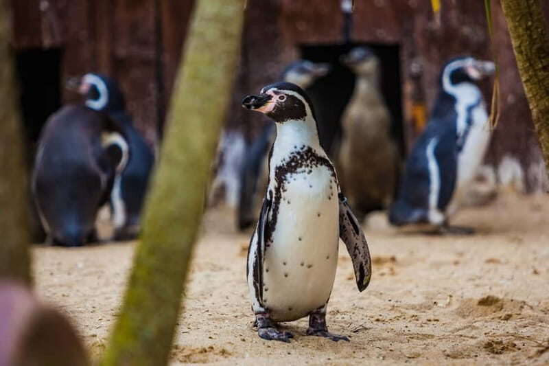 Blankenberge: SEA LIFE Entry Ticket - FAQ