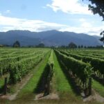 Blenheim Half day Wine Tour - Authenticity & Value