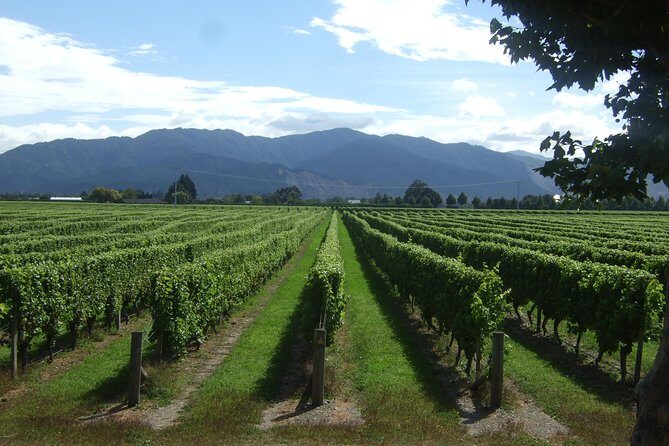Blenheim Half day Wine Tour - Authenticity & Value