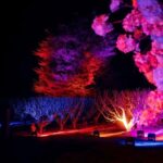 Blossom by Light at CherryHill - The Experience: What to Expect
