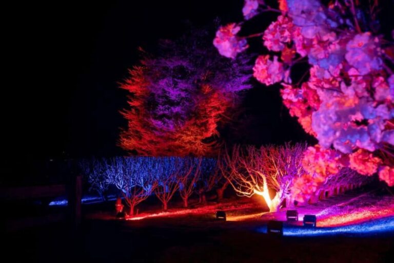 Blossom by Light at CherryHill - The Experience: What to Expect