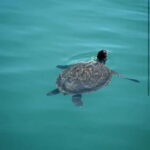 Blue Lagoon Cruise: Waterslide Adventure from Latchi Harbour - An In-Depth Look at the Blue Lagoon Cruise