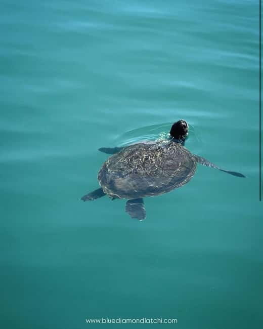 Blue Lagoon Cruise: Waterslide Adventure from Latchi Harbour - An In-Depth Look at the Blue Lagoon Cruise
