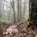 Blue Mountains Experience: Explore & Discover Majestic Landscapes - Transport, Pricing, and Accessibility